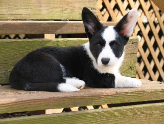 Jenna puppy