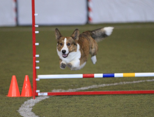 Dempsey Jump