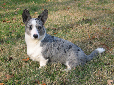 Dixie1a