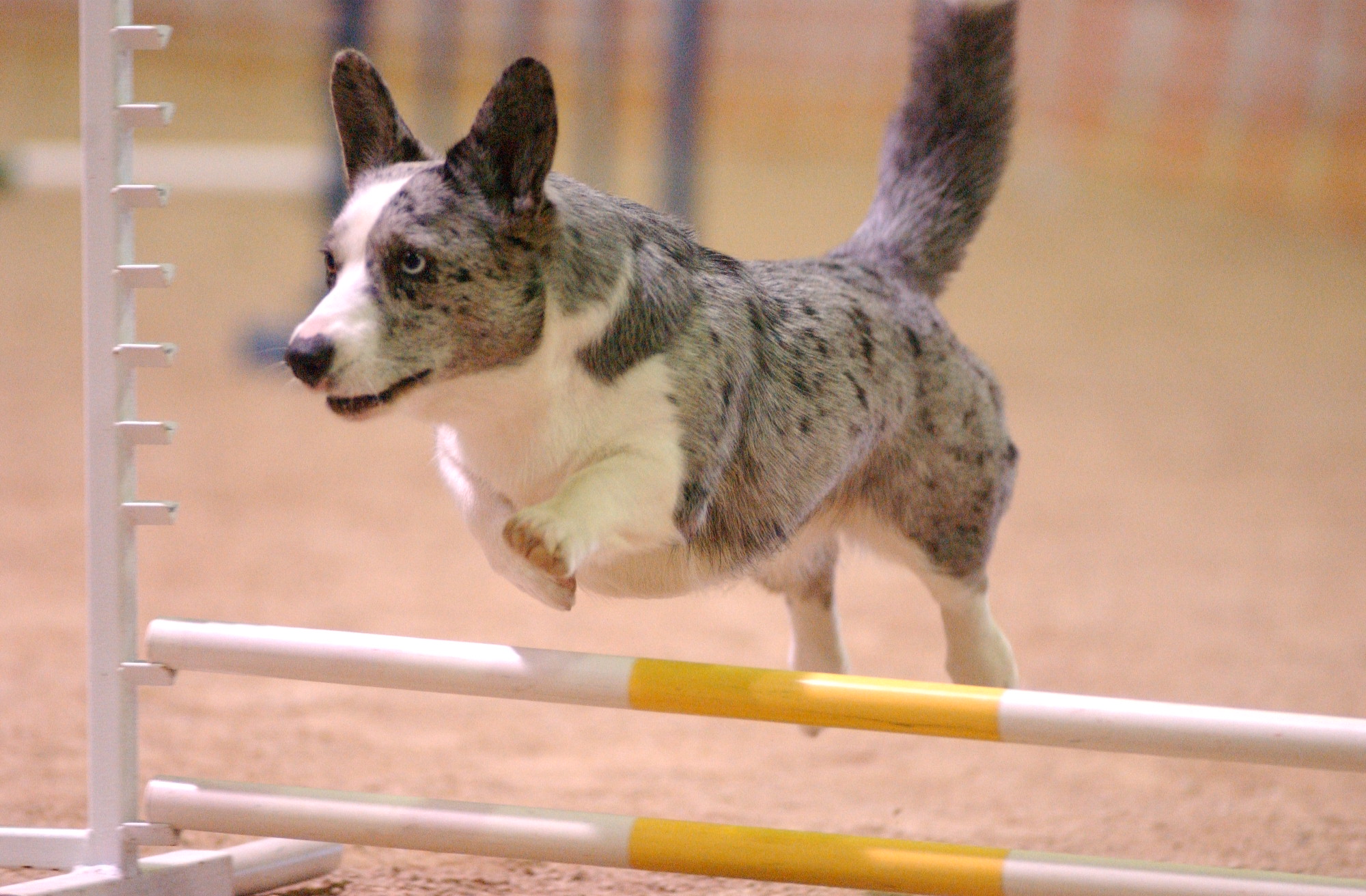 Dixie jump06