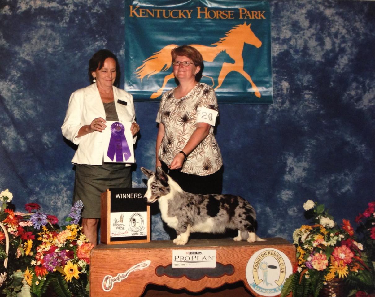 Sara Lex Specialty  WB