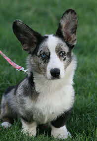 Darcy1