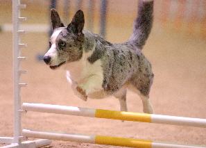 Dixie jump06
