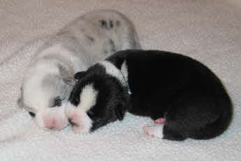 Dixiepups1003