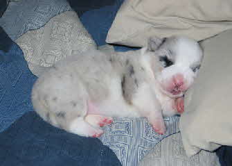 Dixiepups302