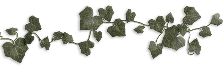 Ivy Vine1