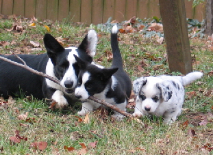 Jenna puppy socializer