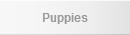 Puppies