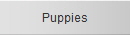 Puppies