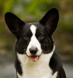 Rush Headshot