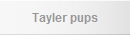 Tayler pups