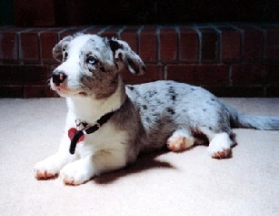 Dixie baby