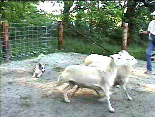 Dixie herding02