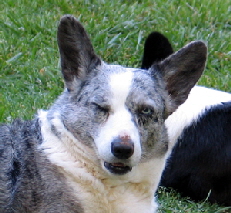 Dixie's signature wink