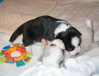 Dixiepups wk2a