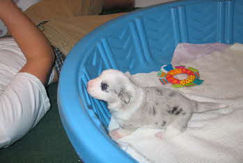 Dixiepups wk2b