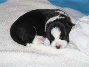 Dixiepups wk2d02