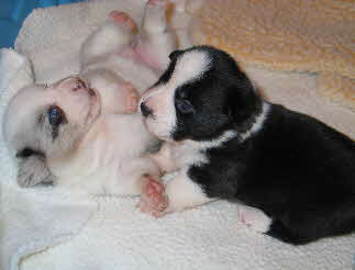 Dixiepups wk3b