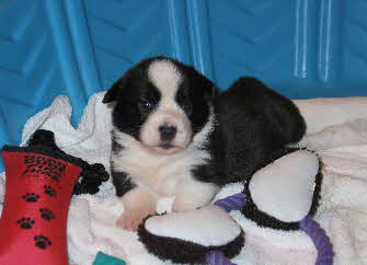 Dixiepups wk3c