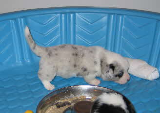 Dixiepups wk3d