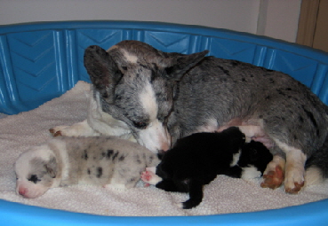 Dixiepups