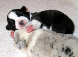 Dixiepups40202