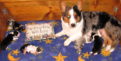Ella pups2