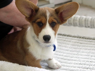 Freki ears
