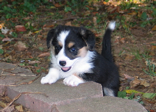 Gypsy1