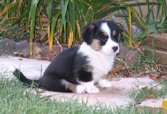 Gypsy3