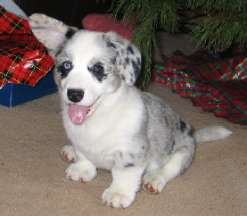 Lacey Christmas02