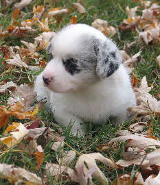 Lacey wk4b