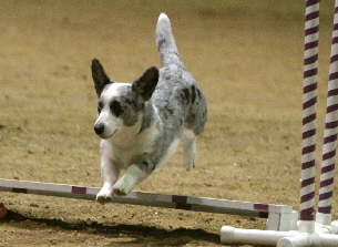 Laceyjump