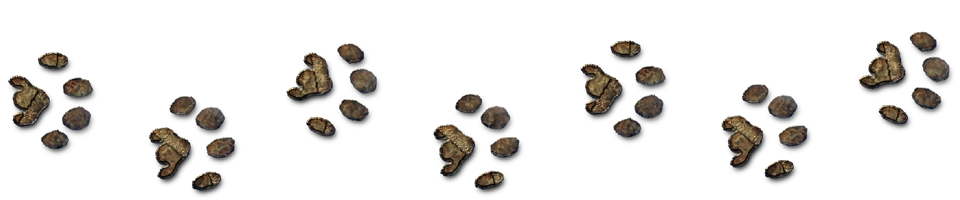 Paw prints
