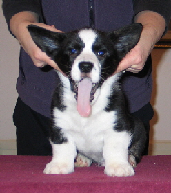 Rush Tongue02