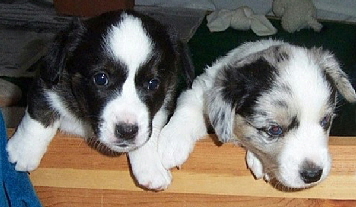 Rush x Tulip pups