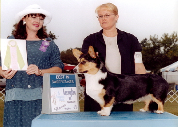 Tayler BIS Puppy