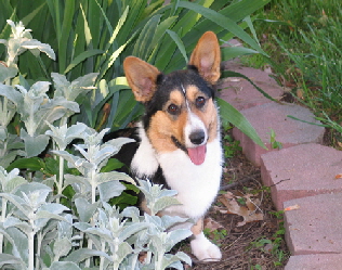 Tayler dusty miller