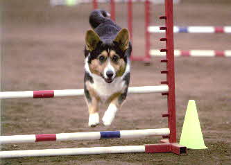Tayler jump03