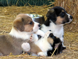 Tayler pups1