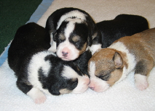 Tayler pups2