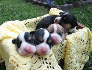 Tayler pups3