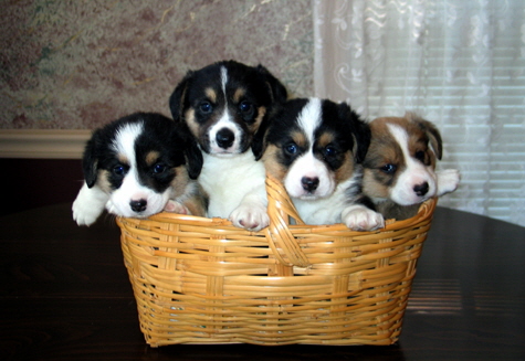 Taylerpups