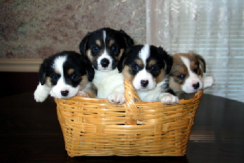 Taylerpups03