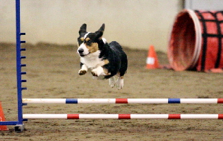 Zoejump